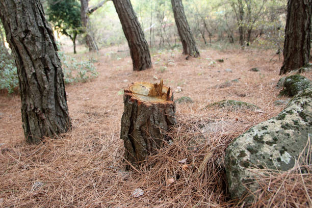 Best Tree Removal  in Pioneer Village, KY