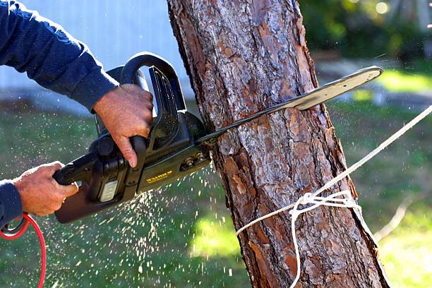 Best Root Management and Removal  in Pioneer Village, KY