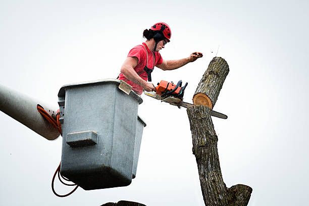 Best Tree Maintenance Programs  in Pioneer Village, KY